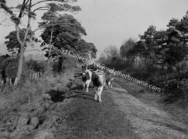 CATTLE ON COUNTRY LANE